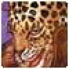 Douglasfuppy's picture